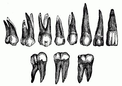 Notes from the Field – Toothy Terror